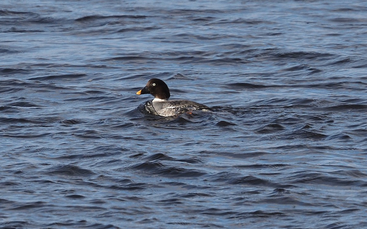 Common Goldeneye - ML646202465