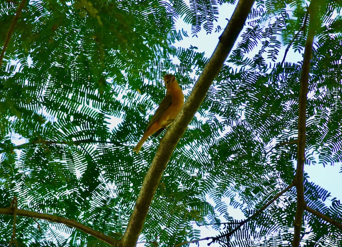 Summer Tanager - ML646202467