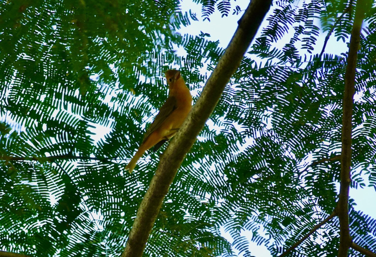 Summer Tanager - ML646202468