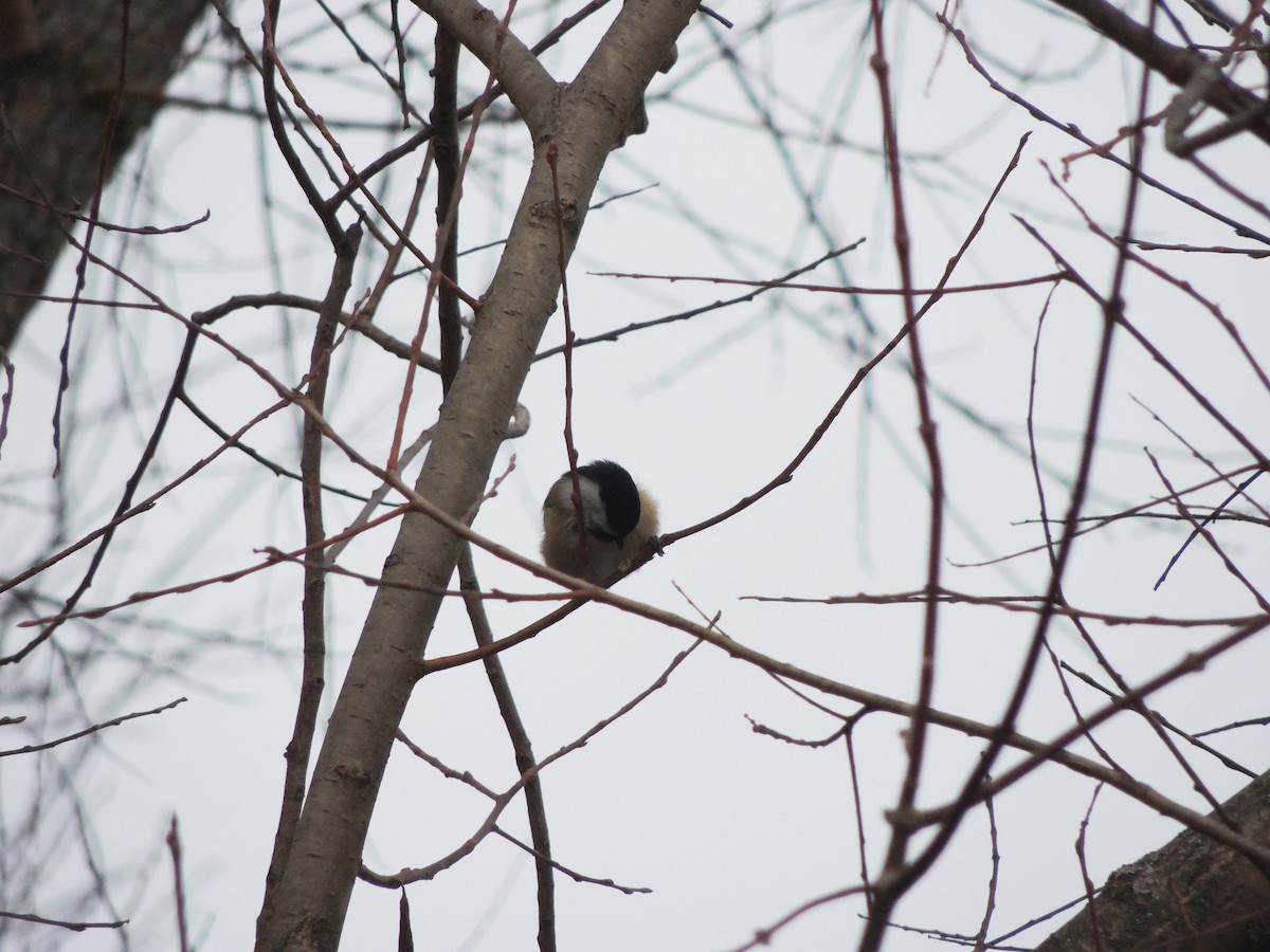 Black-capped Chickadee - ML646202470