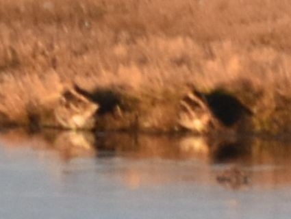 חרטומית ביצות - ML646202471