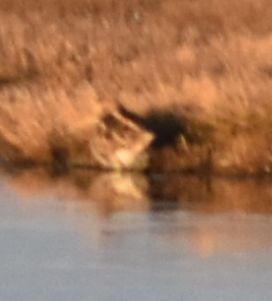 חרטומית ביצות - ML646202472