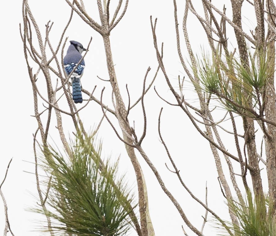 Geai bleu - ML646202473