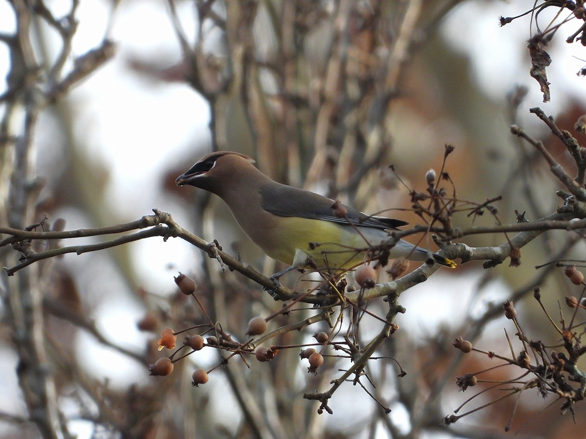 Ampelis Americano - ML646202475