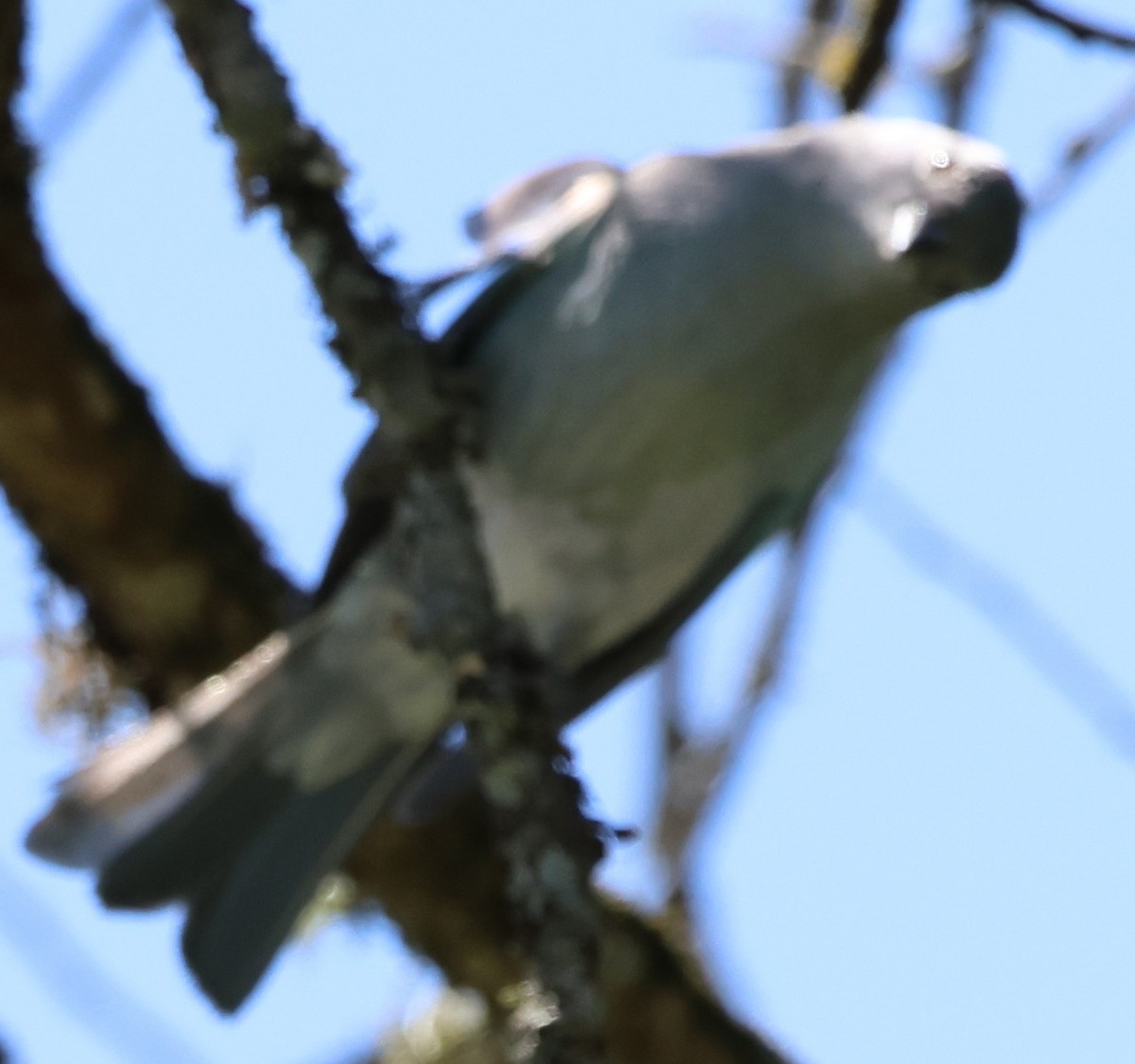 Sayaca Tanager - ML646202477