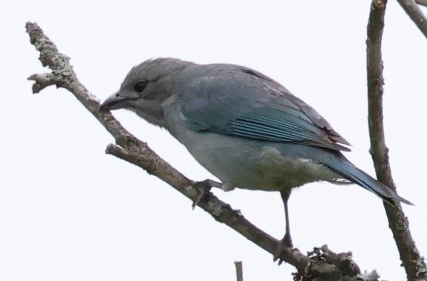 Sayaca Tanager - ML646202478