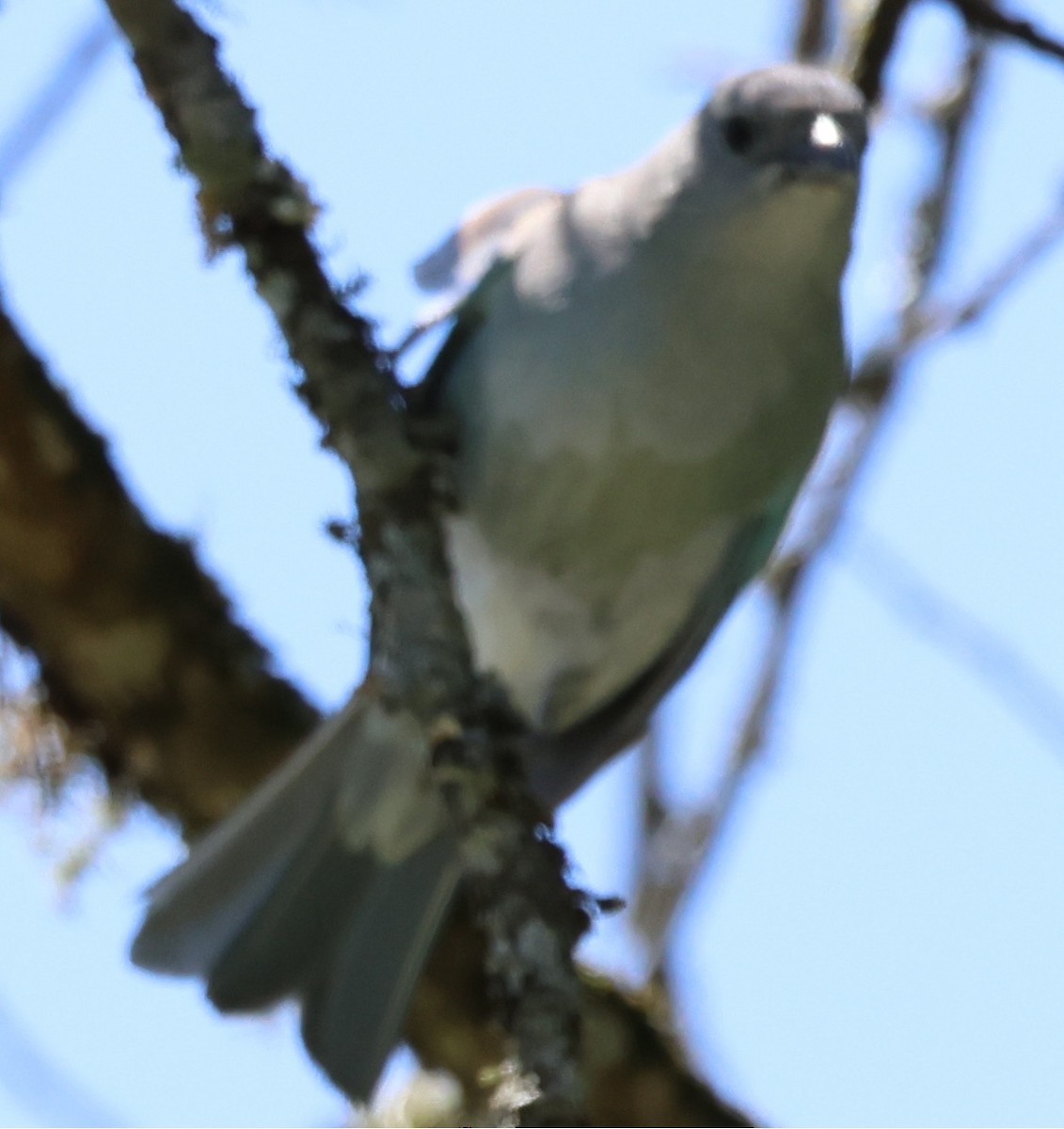 Sayaca Tanager - ML646202479