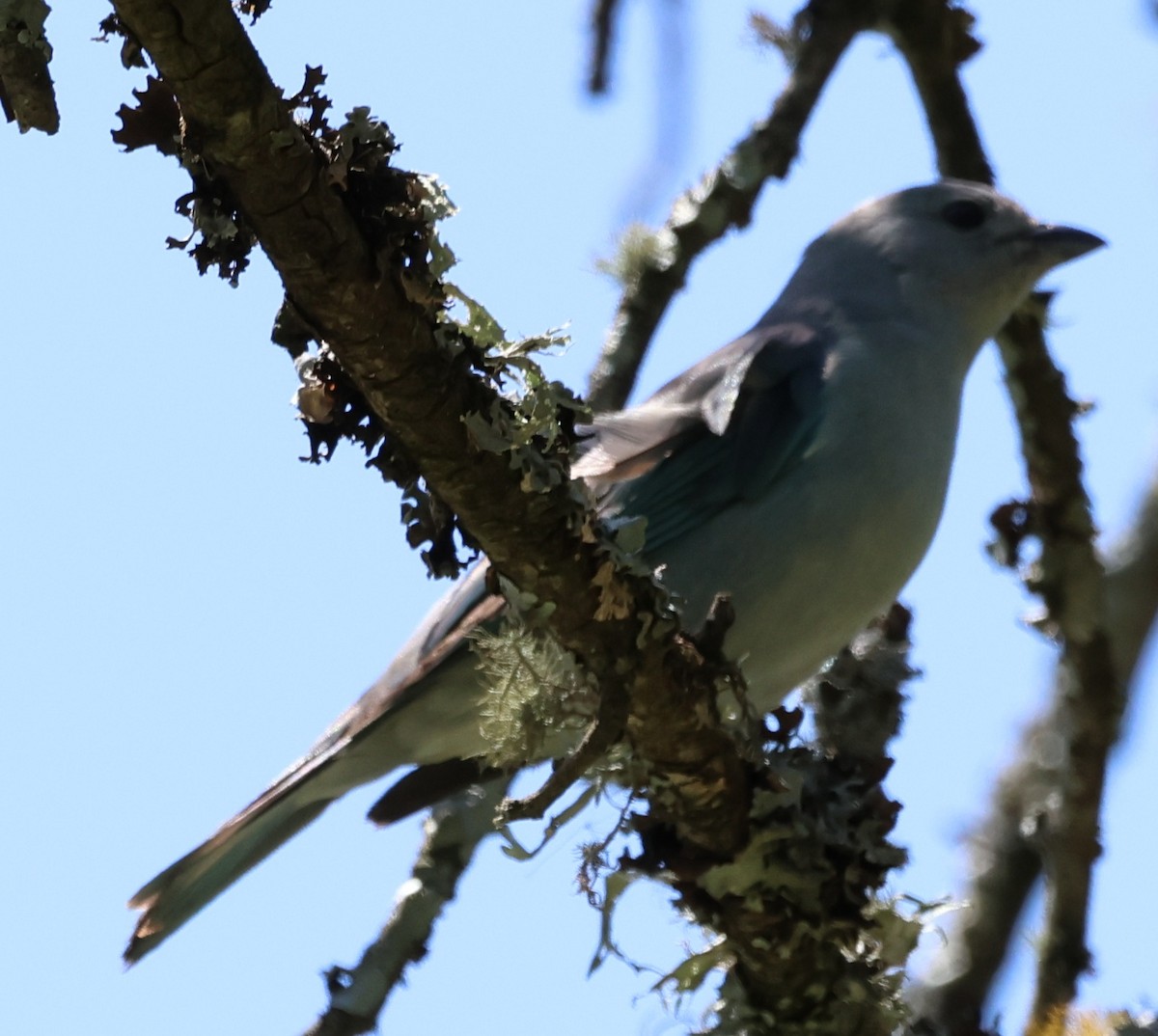 Sayaca Tanager - ML646202480