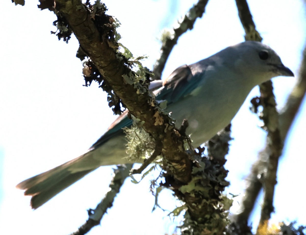 Sayaca Tanager - ML646202481