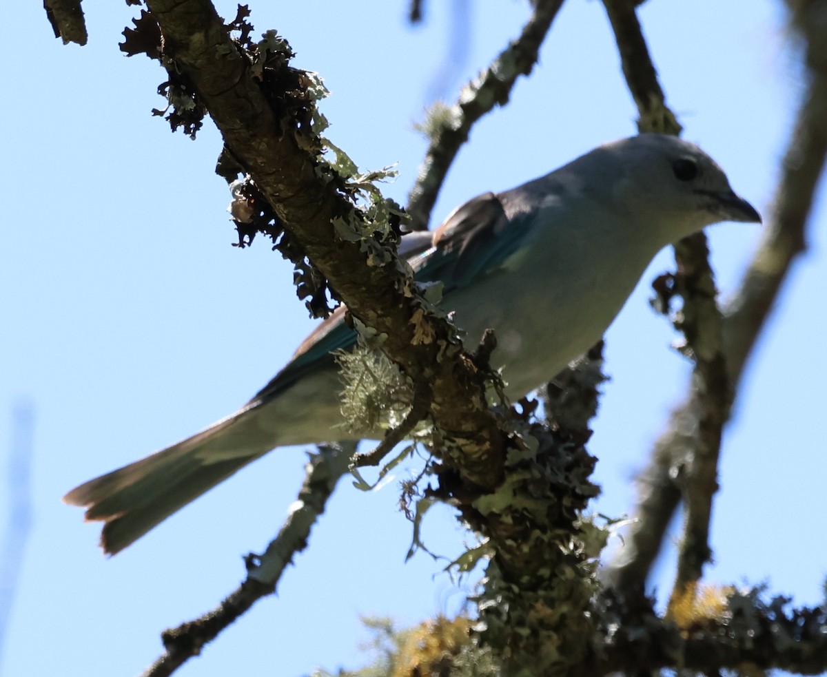 Sayaca Tanager - ML646202482