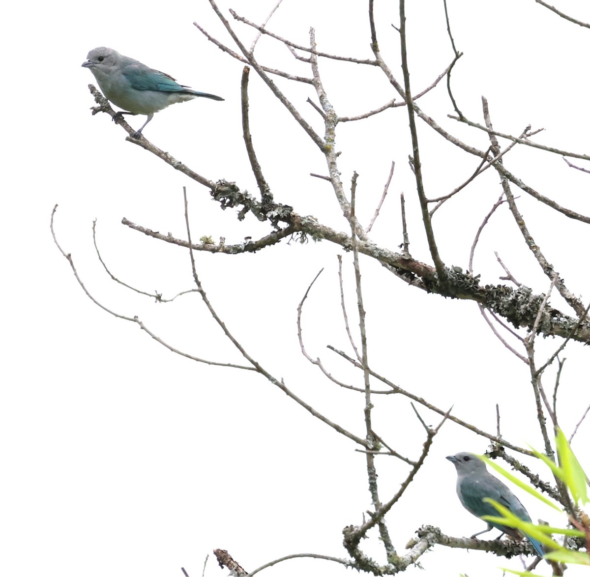 Sayaca Tanager - ML646202483