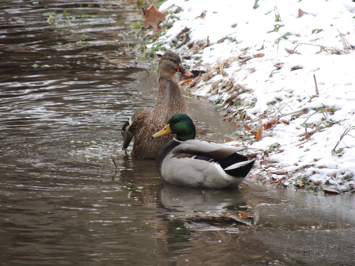 Mallard - ML646202485