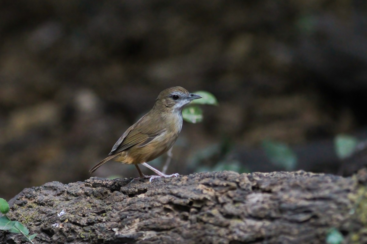 Rotschwanz-Mausdrossling - ML646202488