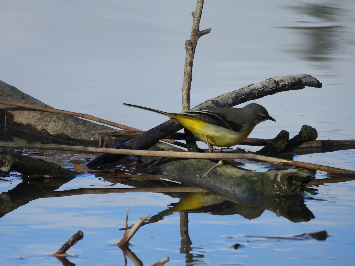 Gray Wagtail - ML646202489