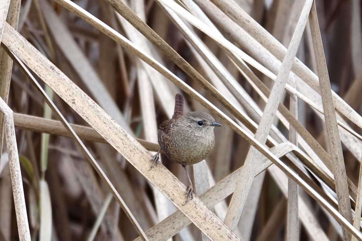 Winter Wren - ML646202492