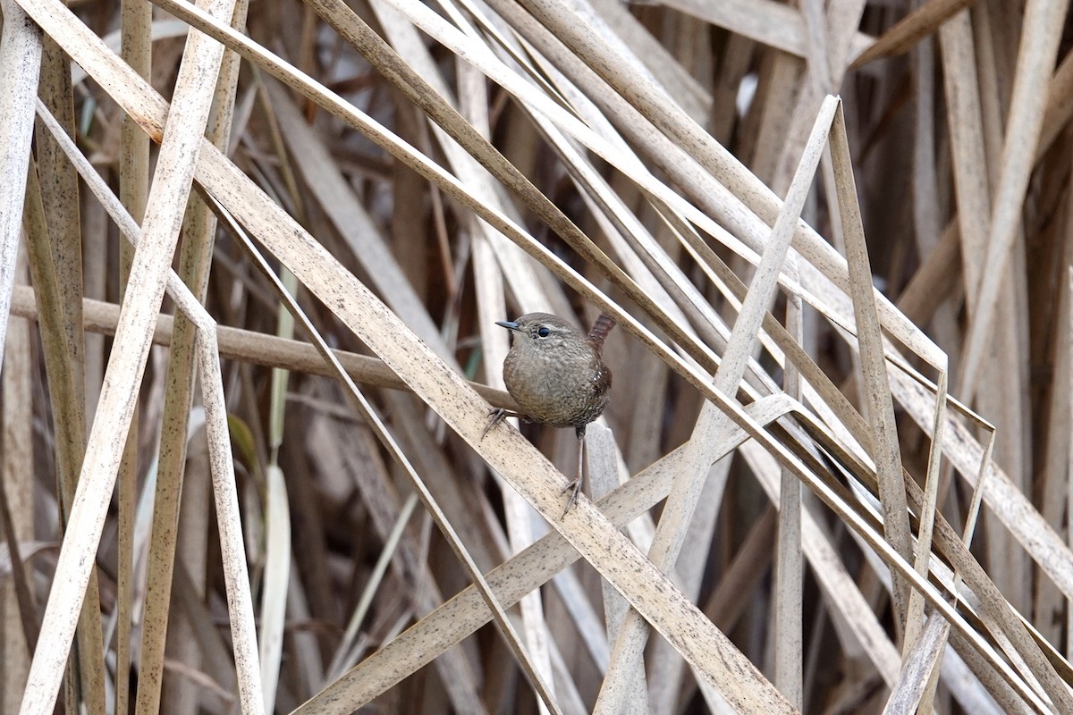 Winter Wren - ML646202493