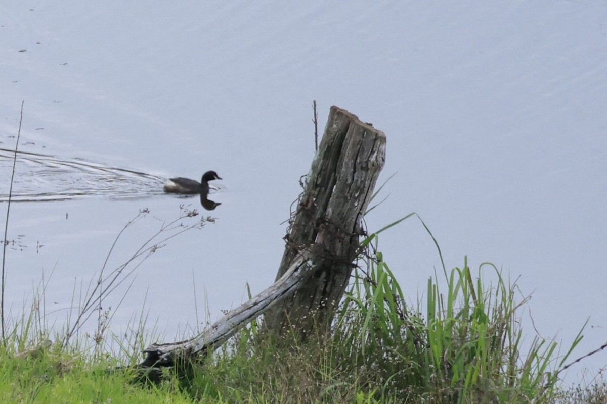 Австралийская поганка - ML646202494