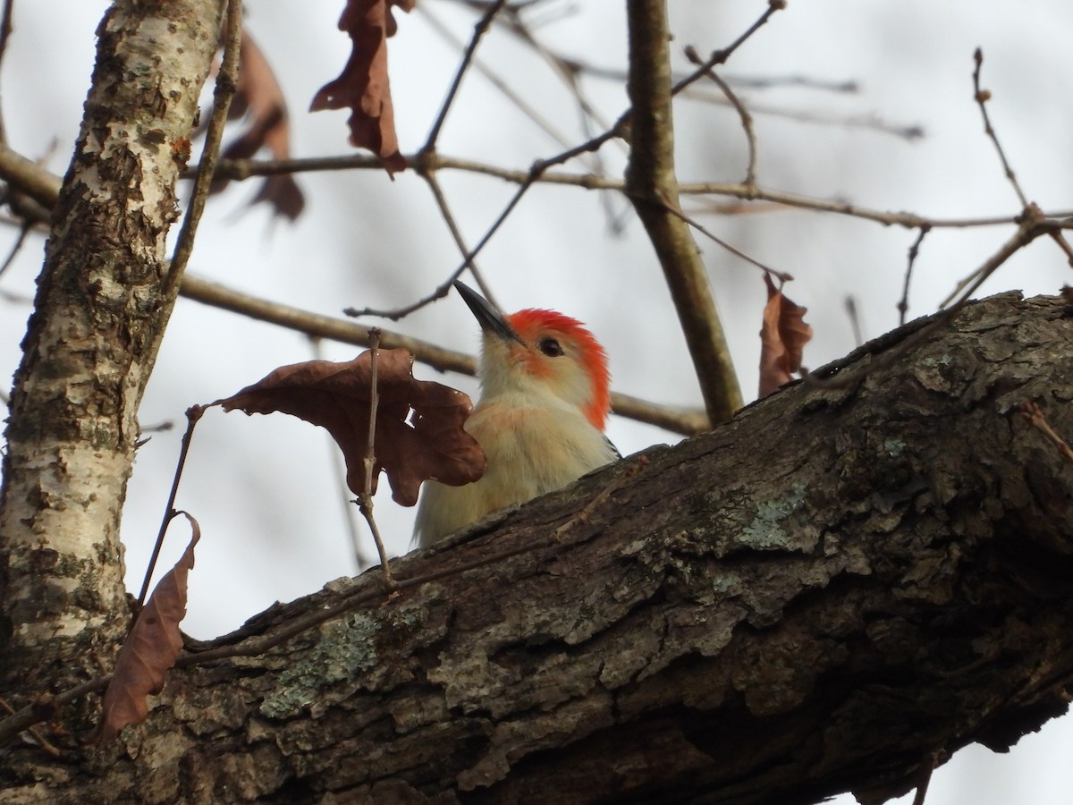 Carpintero de Carolina - ML646202495