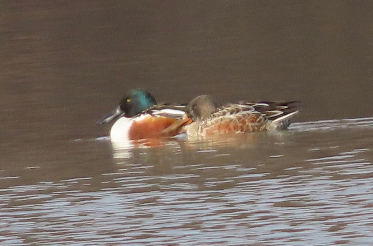 Northern Shoveler - ML646202496