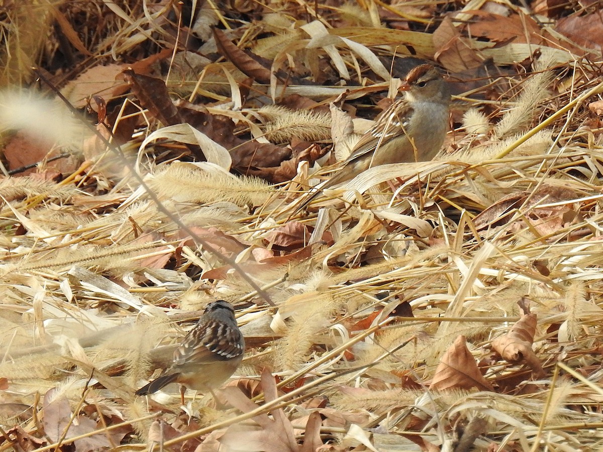 Bruant à couronne blanche - ML646202501