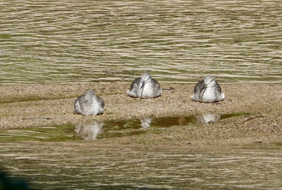 Lesser Yellowlegs - ML646202502
