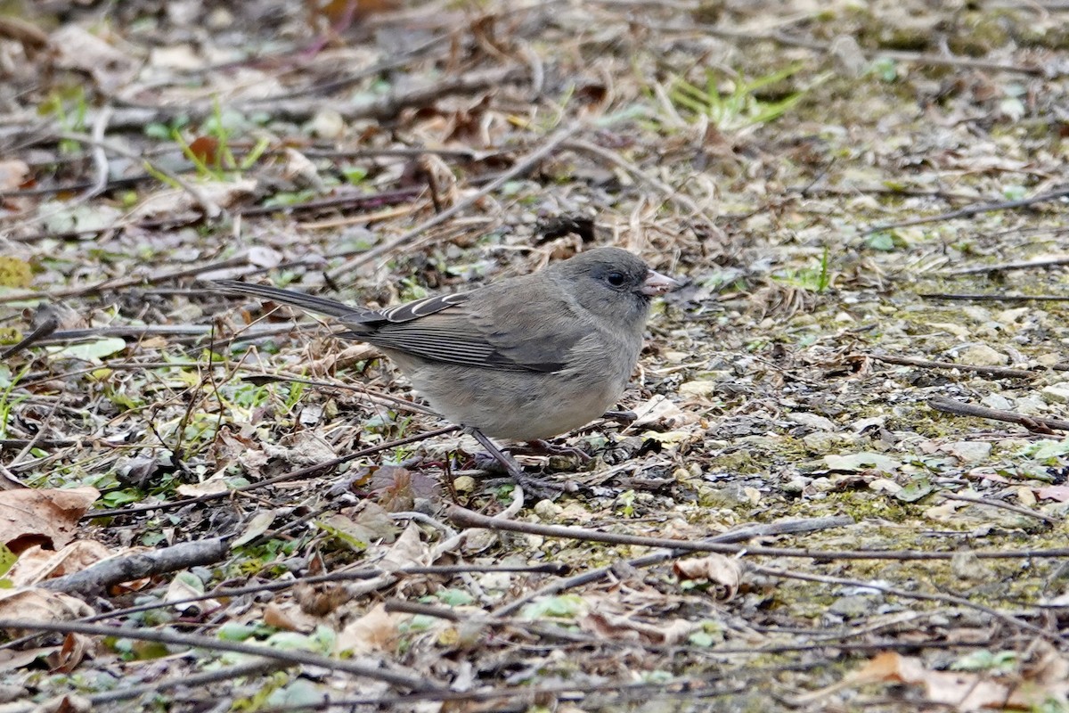 Dark-eyed Junco - ML646202504