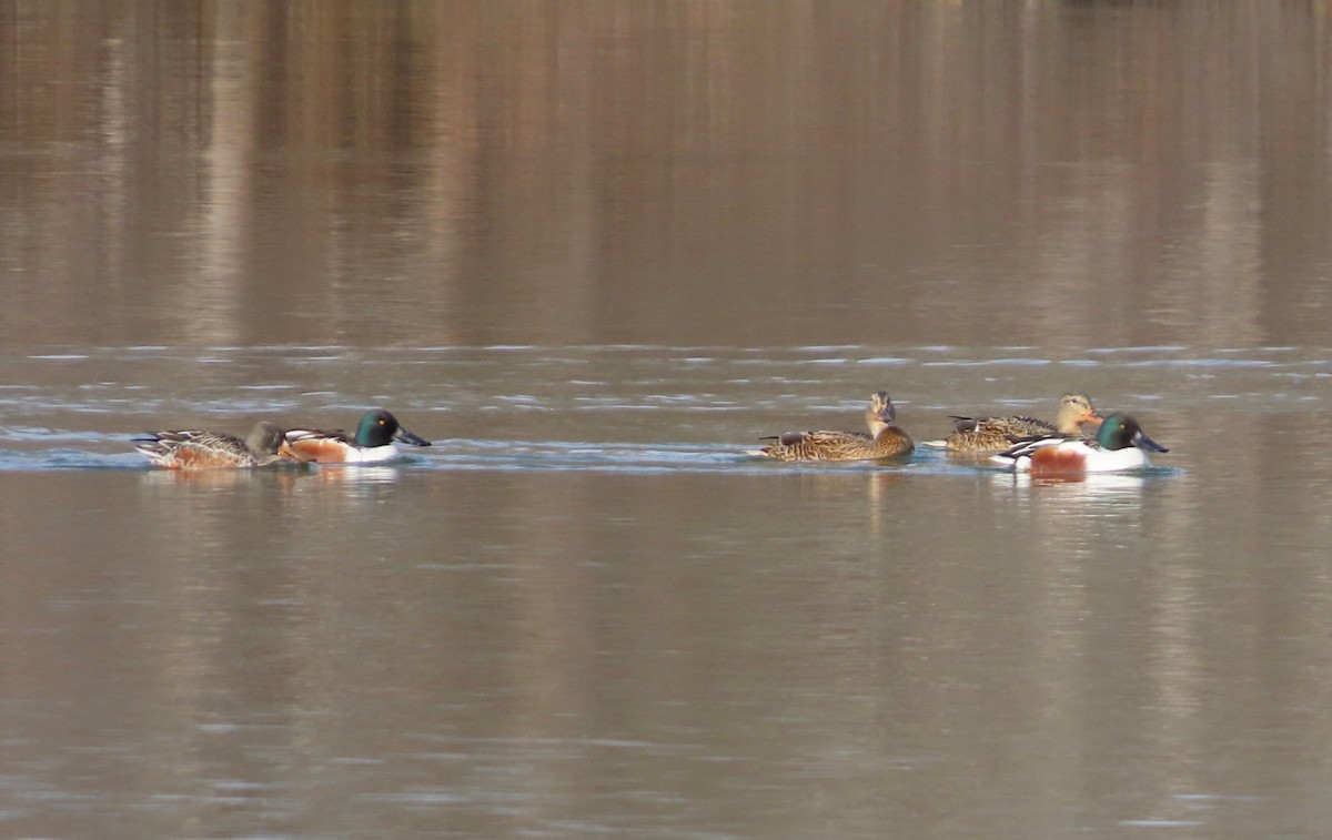 Northern Shoveler - ML646202505