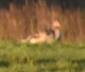 husa velká - ML646202507