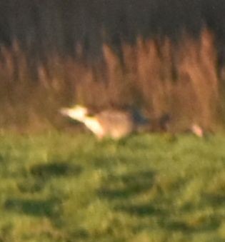 husa velká - ML646202508