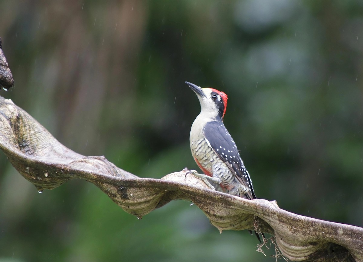 datel černolící - ML646202514