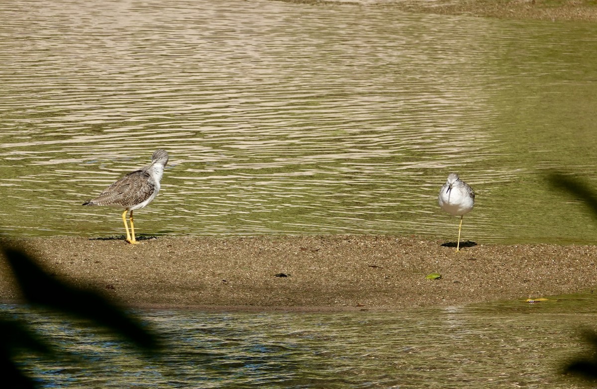 Greater Yellowlegs - ML646202516