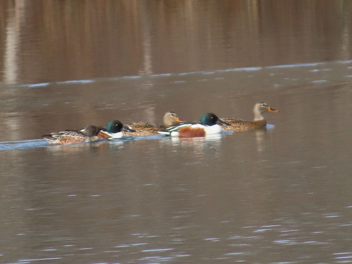 Northern Shoveler - ML646202519