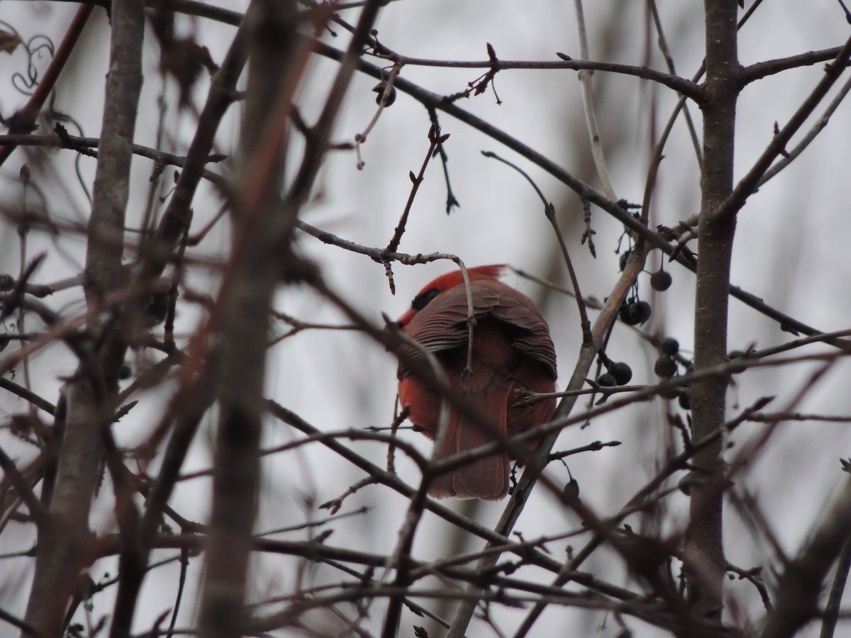 Northern Cardinal - ML646202520