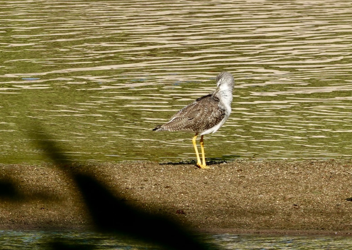 Greater Yellowlegs - ML646202523