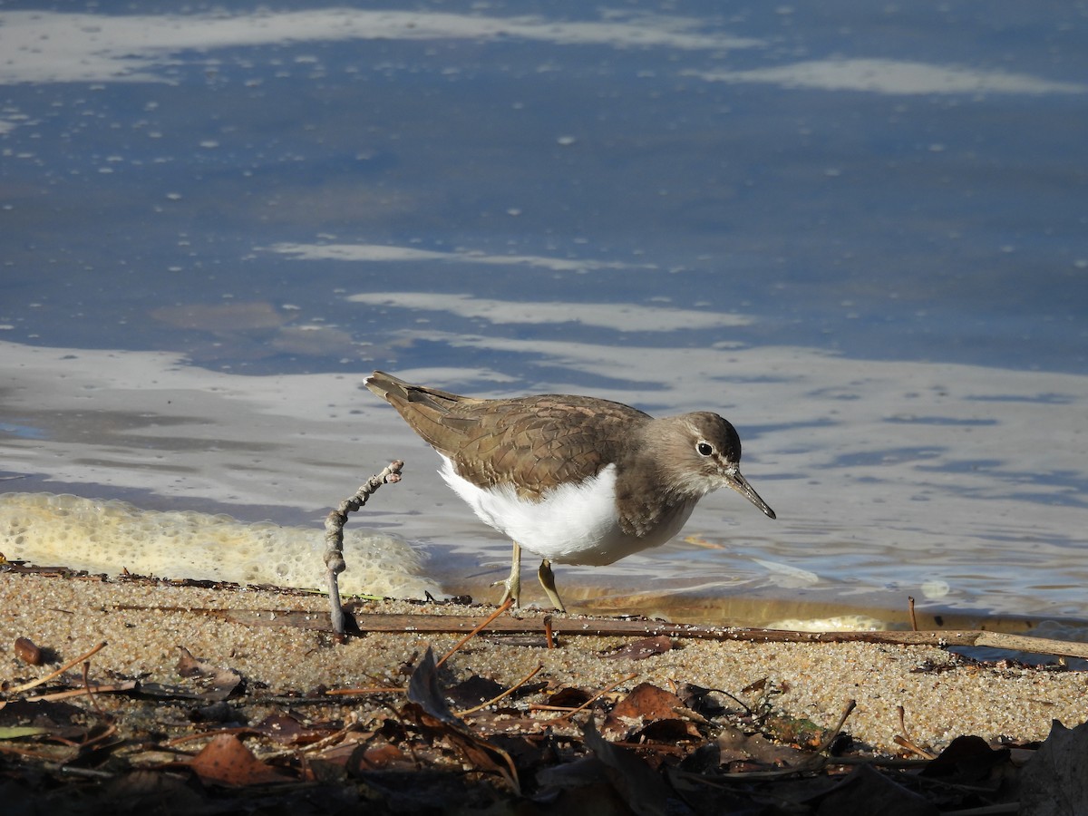 Common Sandpiper - ML646202526