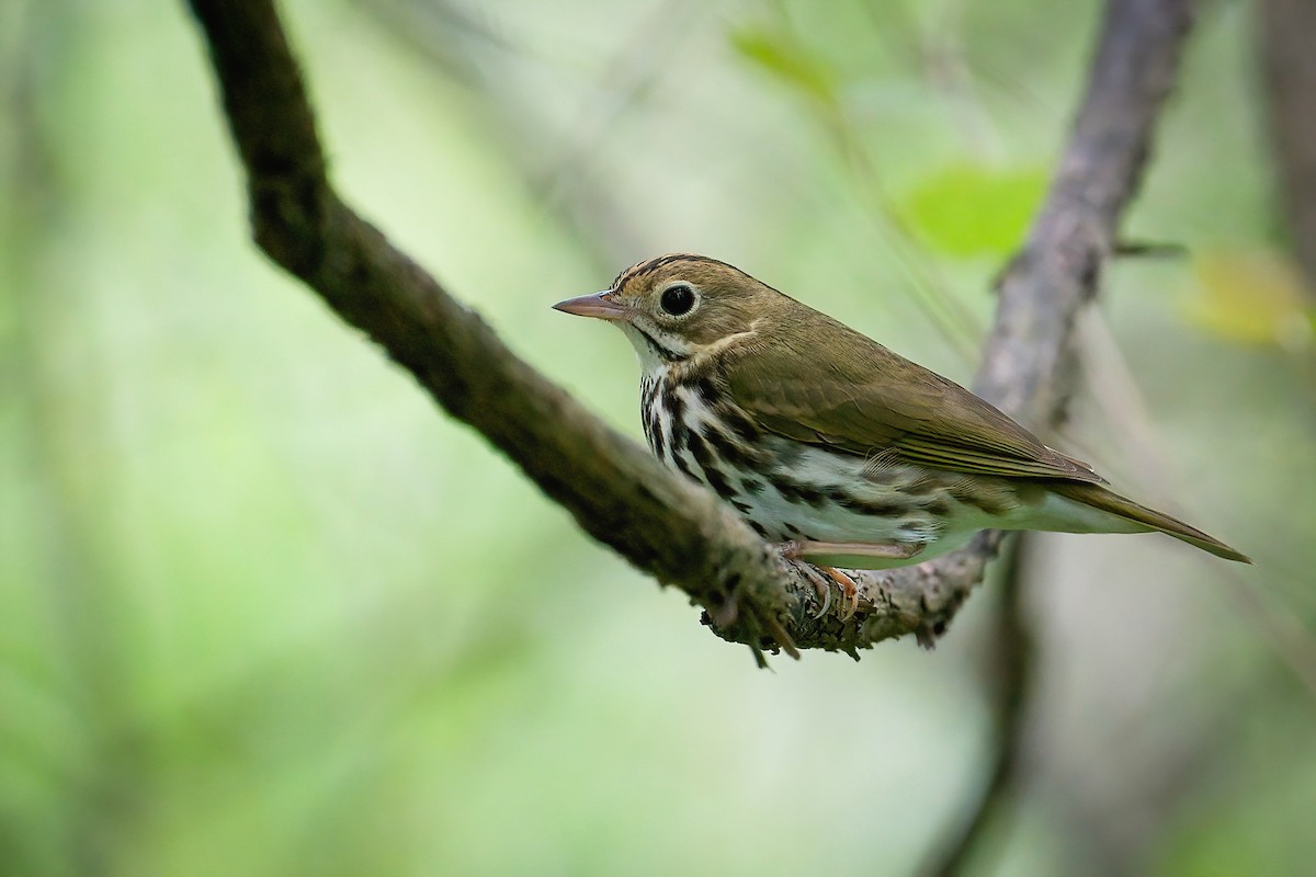 Ovenbird - ML646202527