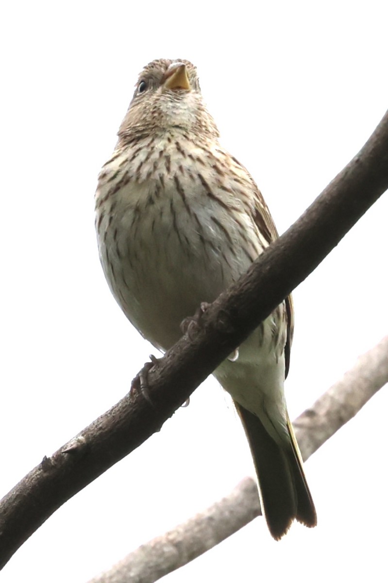 Saffron Finch - ML646202532