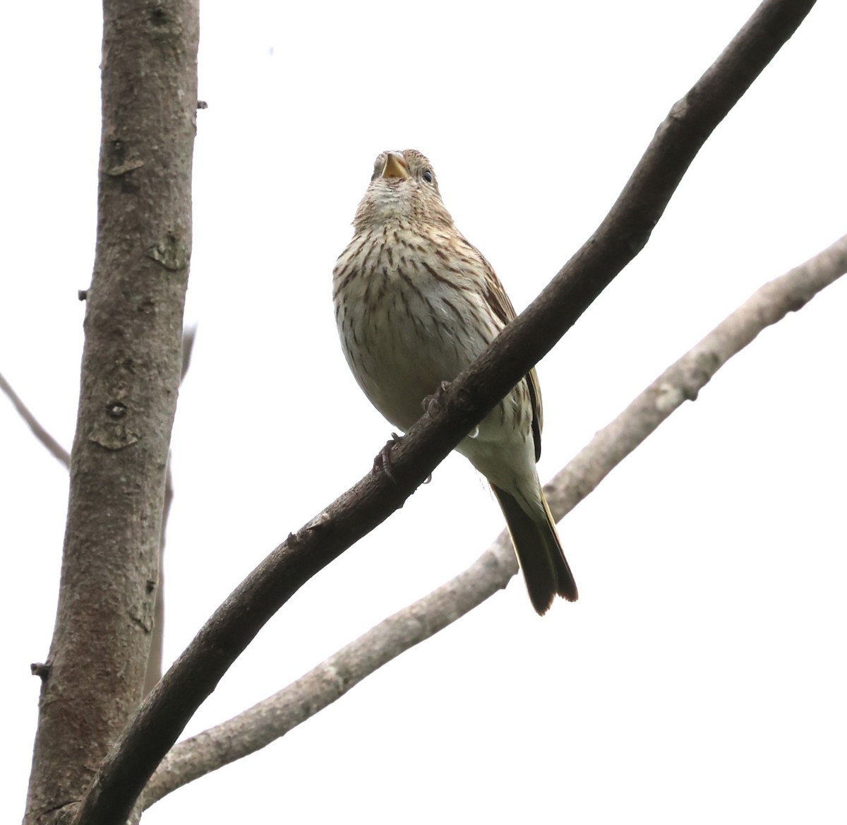 Saffron Finch - ML646202533