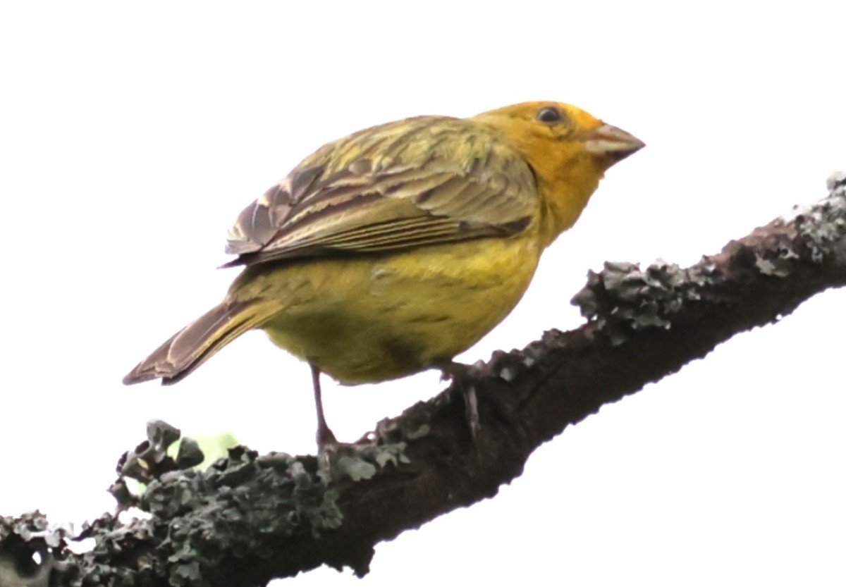 Saffron Finch - ML646202534