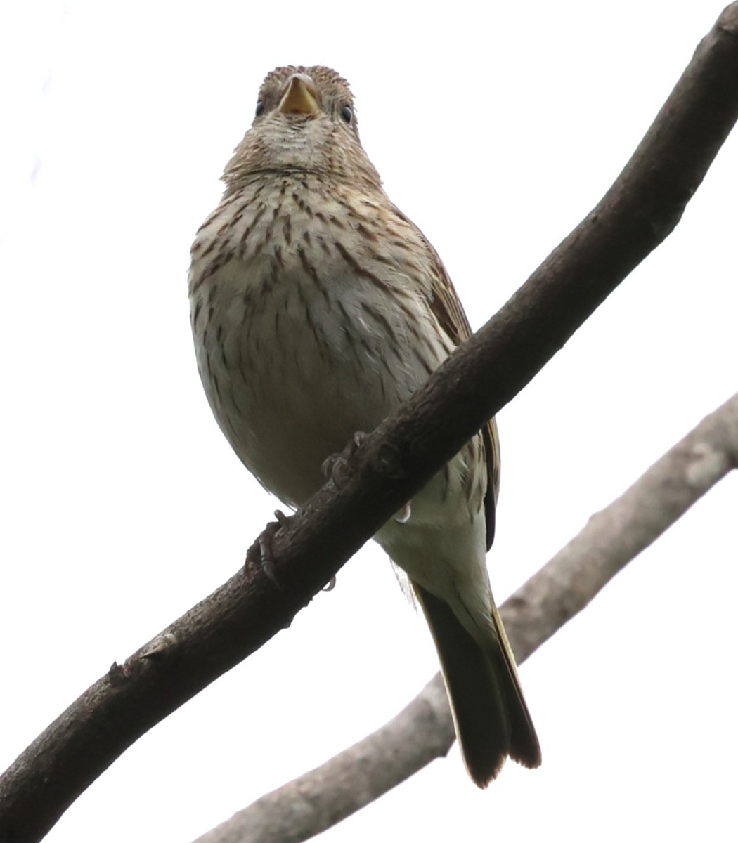 Saffron Finch - ML646202535