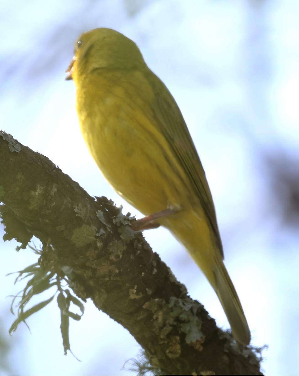 Saffron Finch - ML646202536