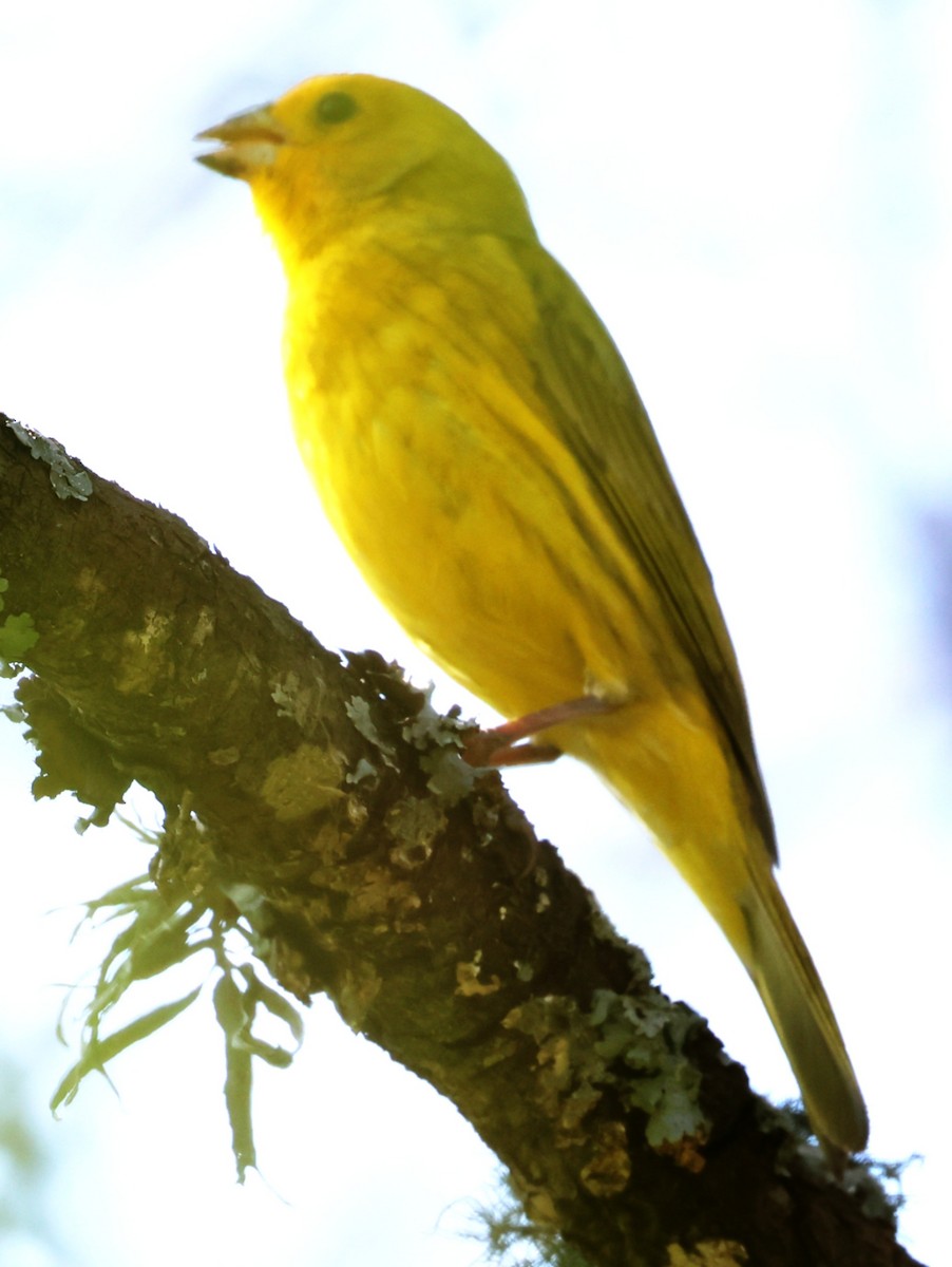 Saffron Finch - ML646202537