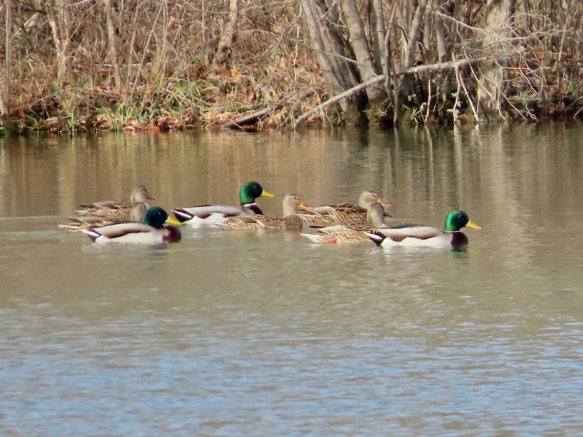 Mallard - ML646202539