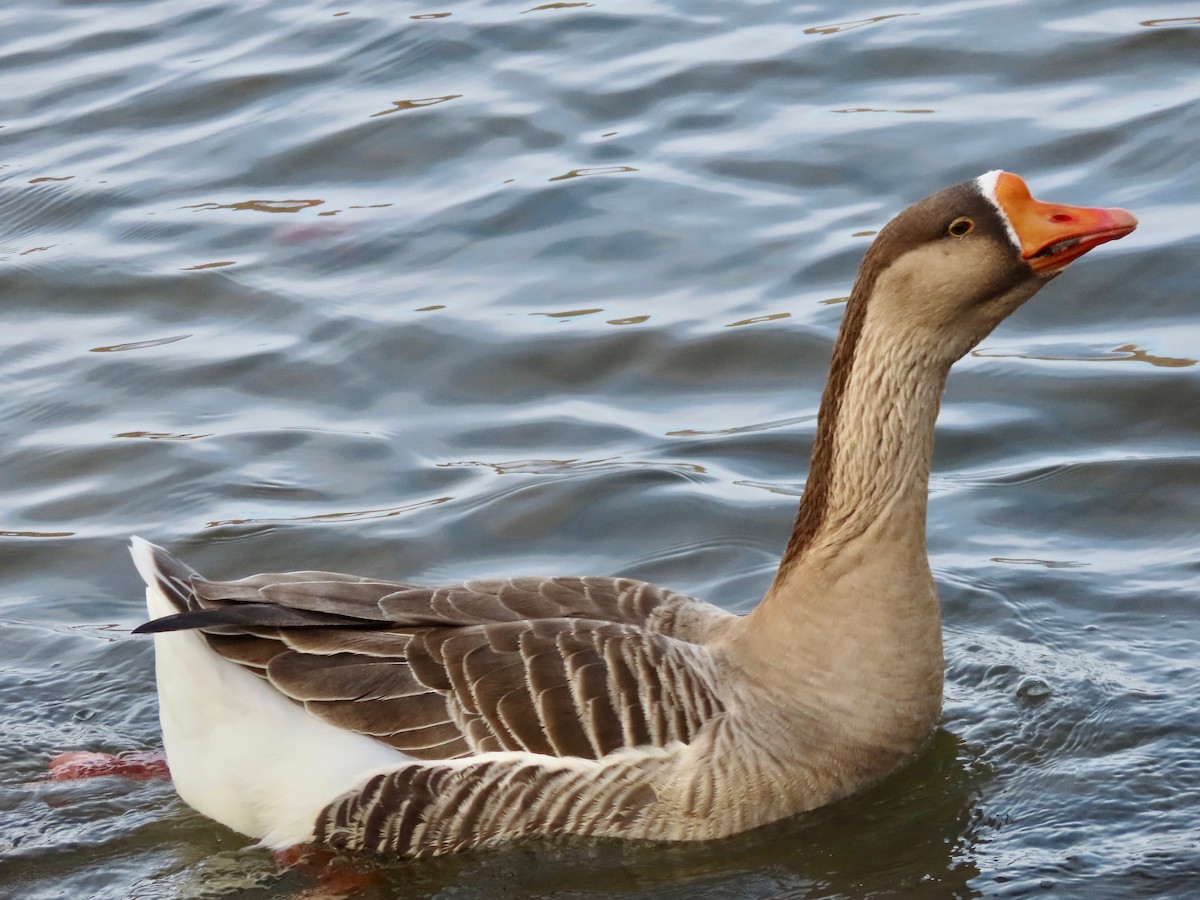 husa velká (domestikovaná) - ML646202547