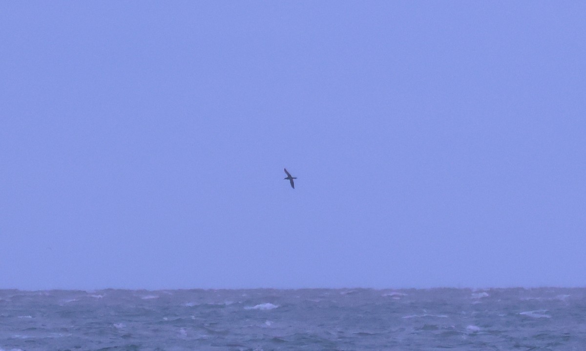 Brown Booby - ML646202549