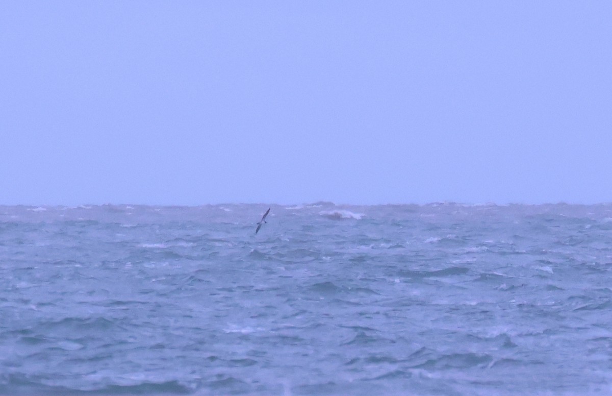 Brown Booby - ML646202550