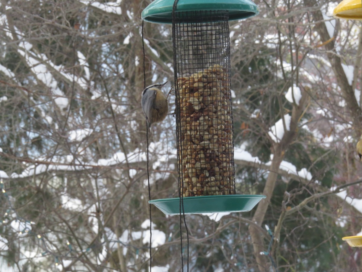 Red-breasted Nuthatch - ML646202554