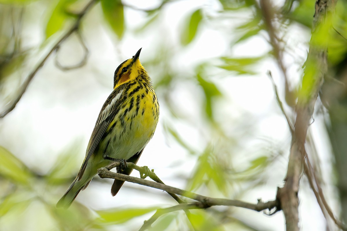 ホオアカアメリカムシクイ - ML646202556