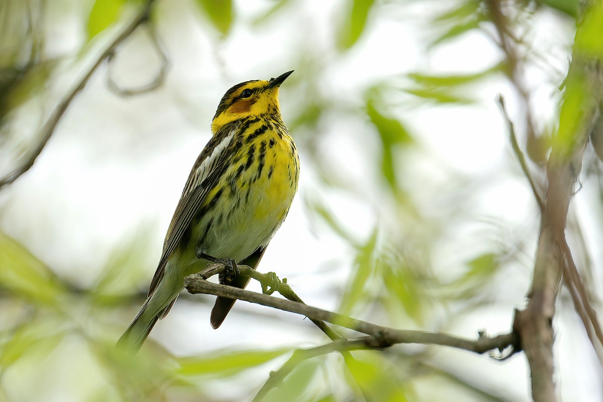 ホオアカアメリカムシクイ - ML646202557