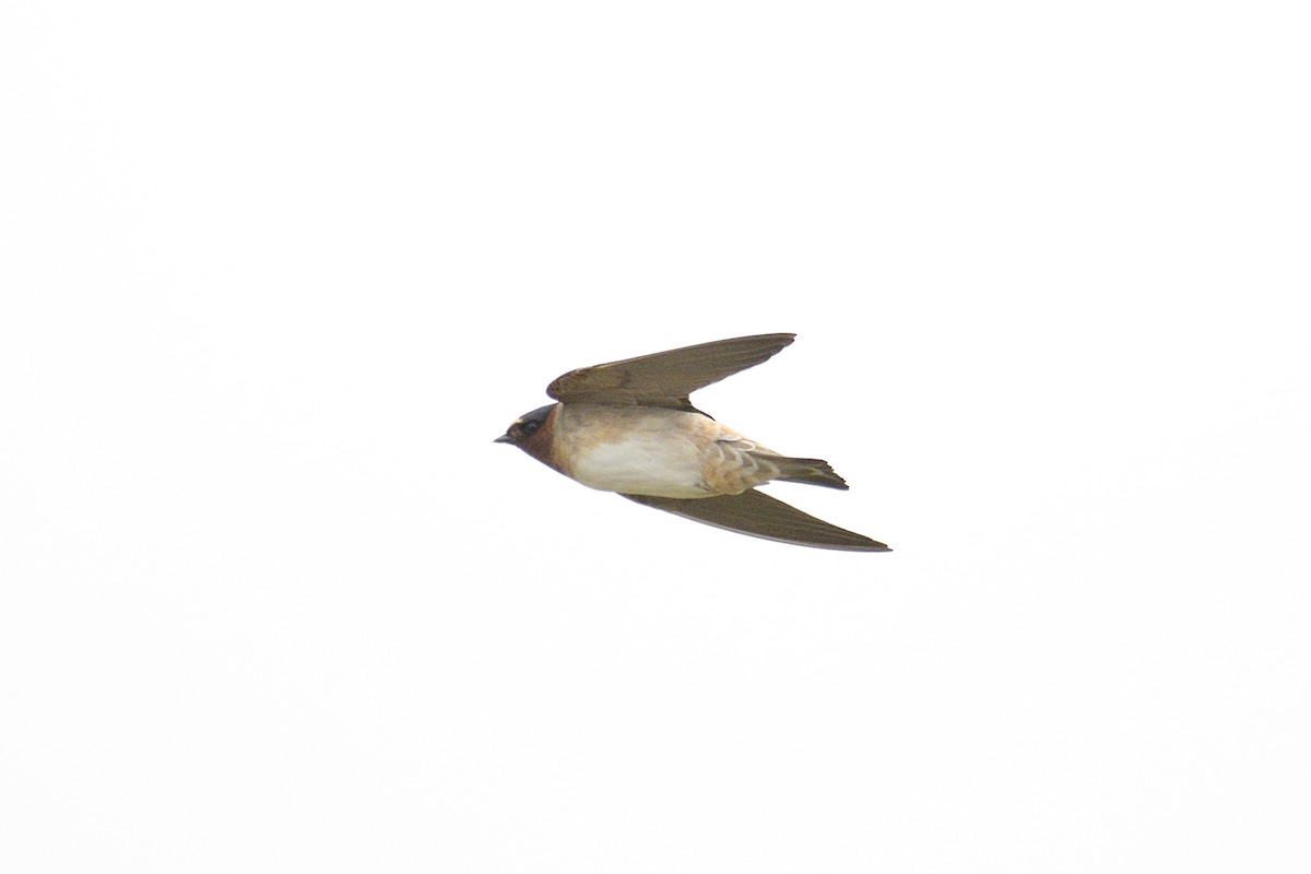 Cliff Swallow - ML646202559